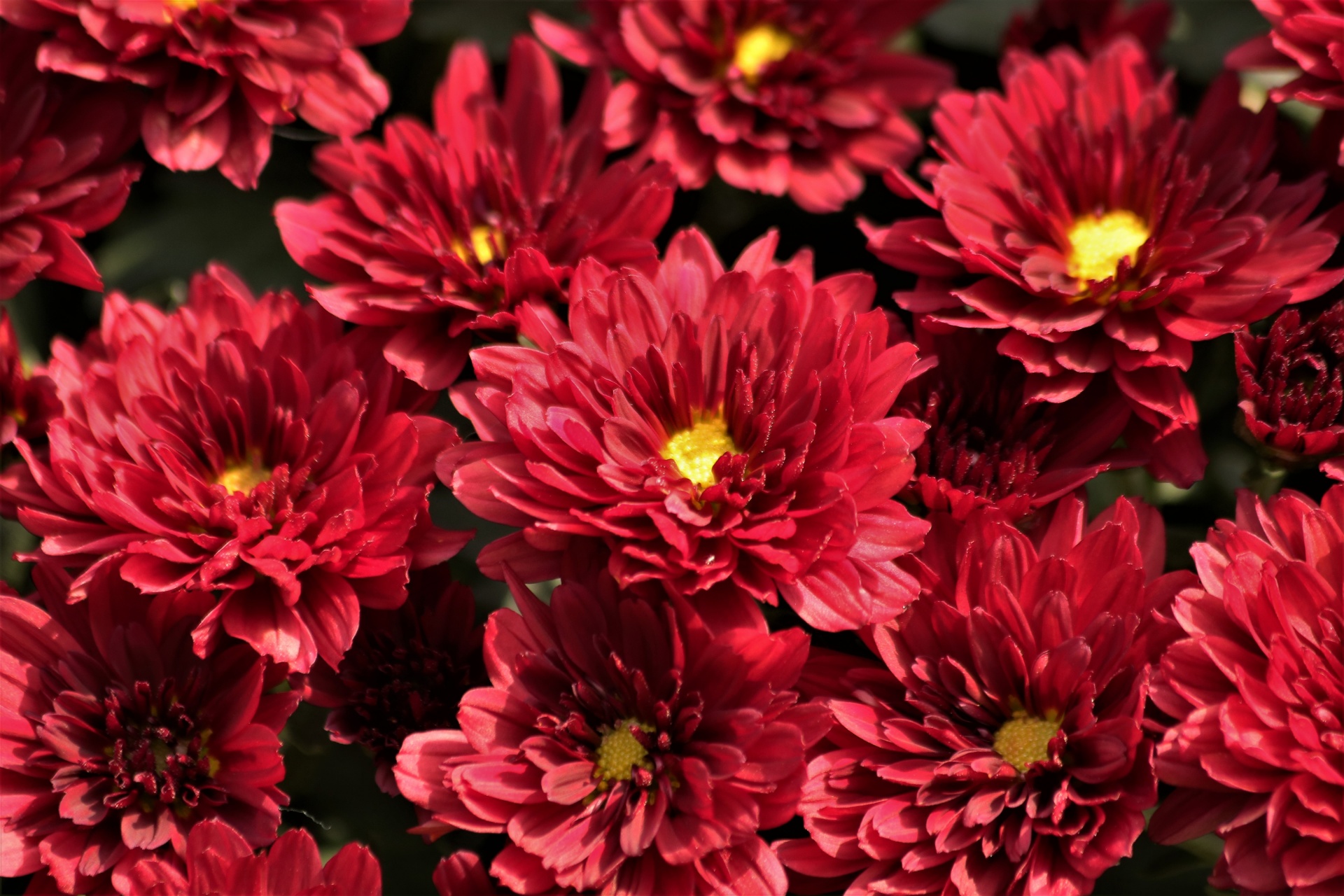 赤い菊の花のクローズアップ 無料画像 Public Domain Pictures