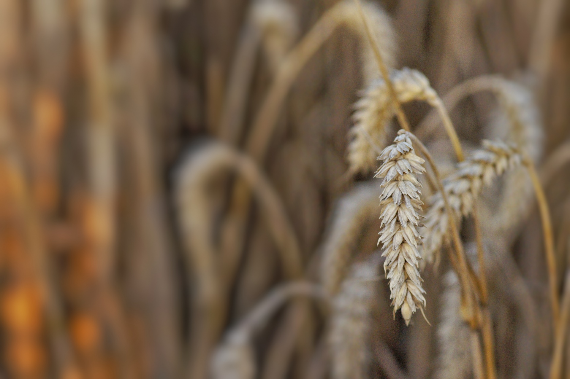 Cevada colheita de trigo
