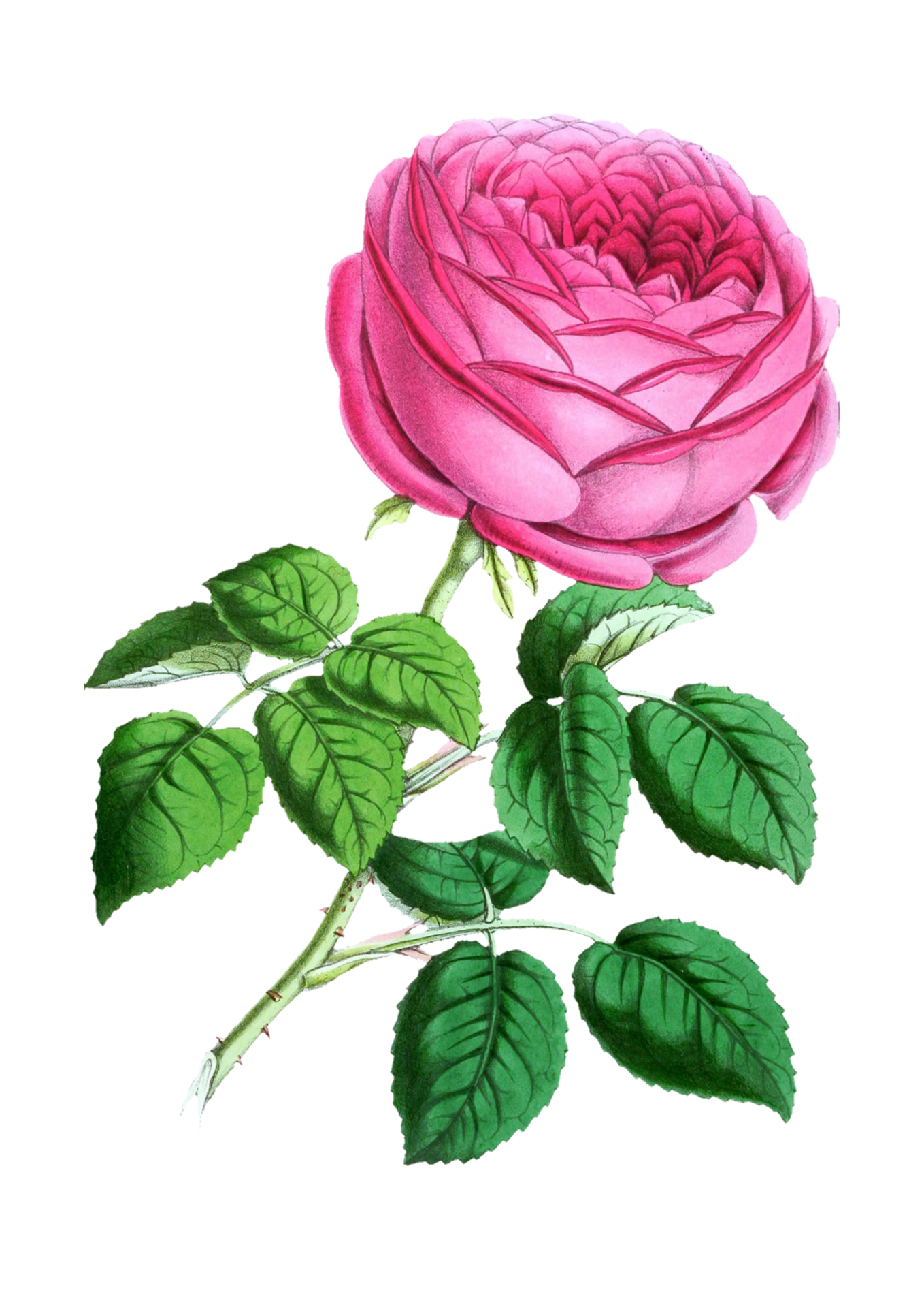 Rose fleur fleur vintage