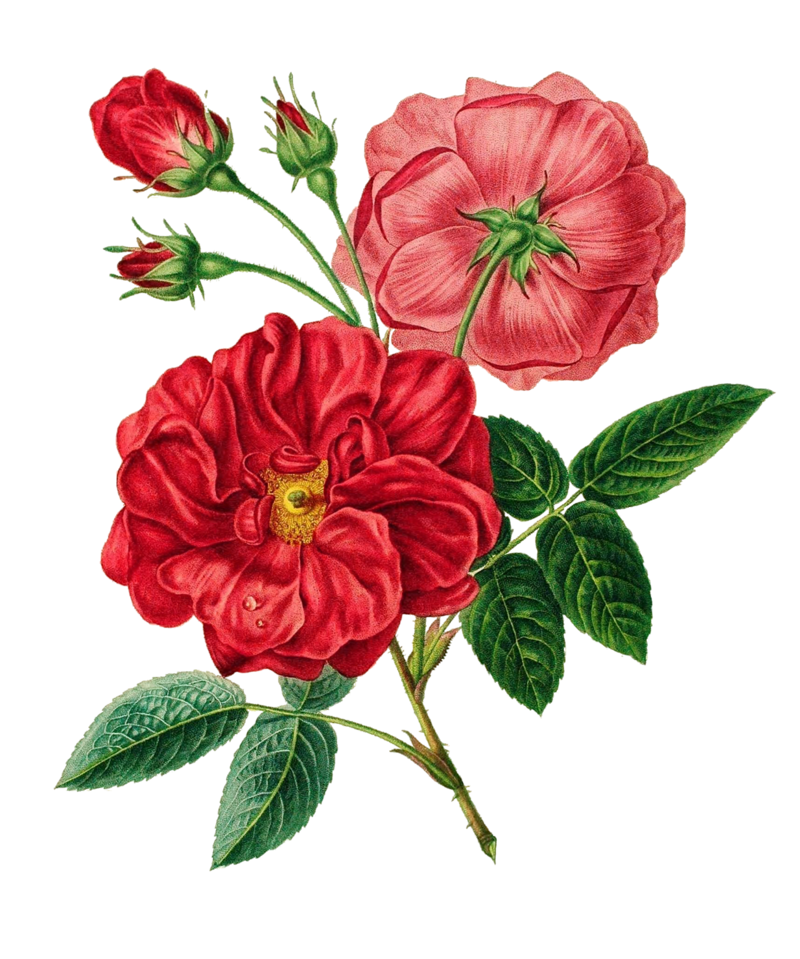 Роза цветут винтажное искусство