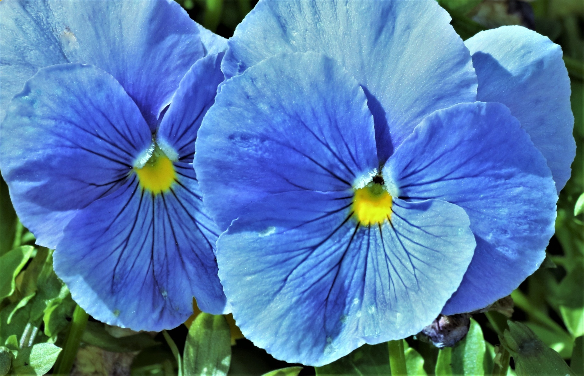 Two Blue Pansies Close up Free Stock Photo Public Domain Pictures