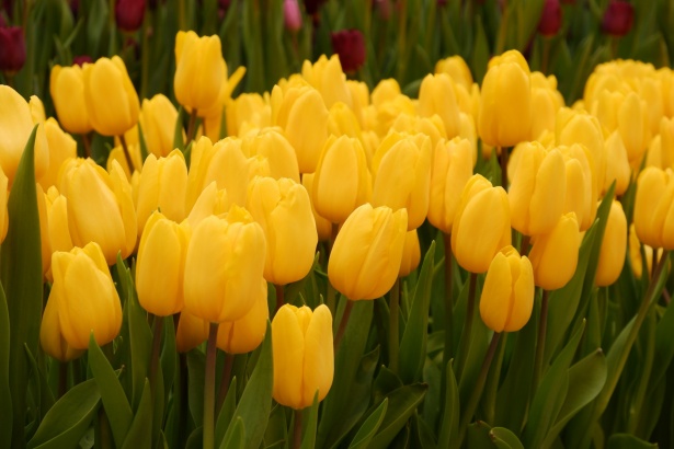 Tulips Free Stock Photo - Public Domain Pictures