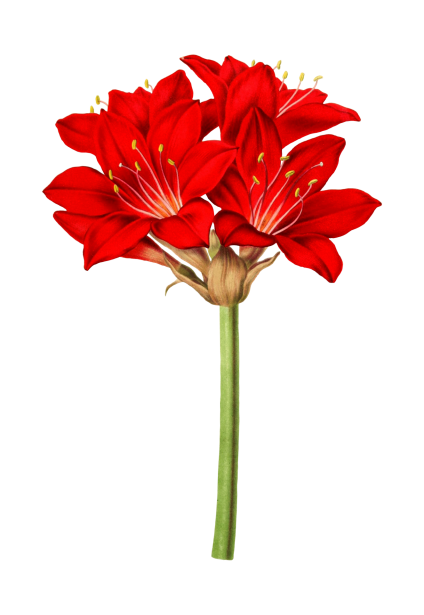 Amarilis flor roja flor Stock de Foto gratis - Public Domain Pictures