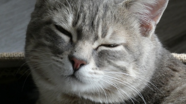 Сонный кот Бесплатная фотография - Public Domain Pictures