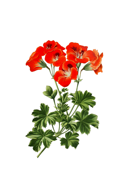 Arte de flor de flor de geranio Stock de Foto gratis - Public Domain  Pictures