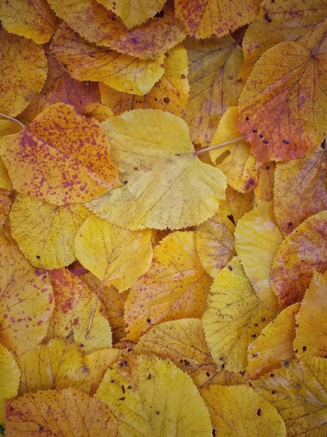 Осень листья осенние листья желтые Бесплатная фотография - Public Domain  Pictures