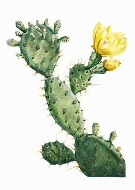 Кактус cacti art vintage Бесплатная фотография - Public Domain Pictures