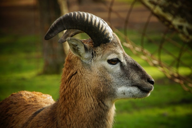 Mouflon Wild Sheep Sheep Horns Free Stock Photo - Public Domain