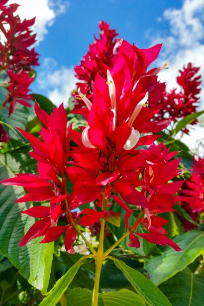 Flores tropicales rojas Stock de Foto gratis - Public Domain Pictures
