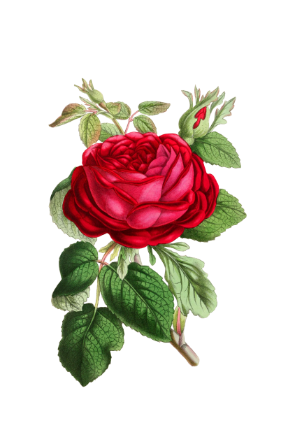 塗られたバラの花 無料画像 Public Domain Pictures