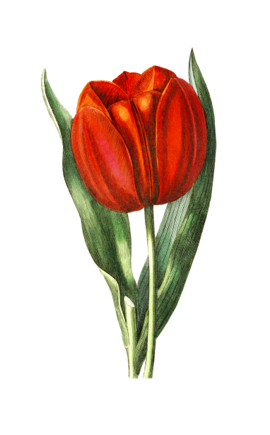 Tulip Blossom Flower Art Free Stock Photo - Public Domain Pictures