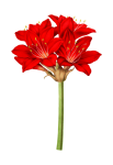 Amaryllis bloom flower red