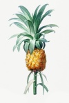 Annata di pittura di frutta ananas