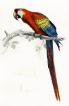 Sztuka papugi Ara