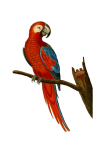 Macaw parrot transparent vintage