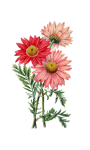 Asters Painted Art Clipart