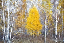Autumn In A Birch Forest