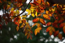 Autumn leaves on a cape ash tree