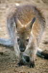 Baby kangoeroe