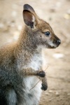Baby kangoeroe