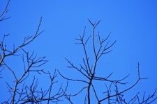 Bare grey branches against blue sky