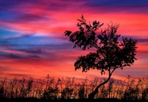 Drzewo zachód słońca krajobraz
