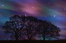 Boom bos sterrenhemel aurora