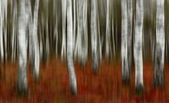 Trees Birches Movement Forest