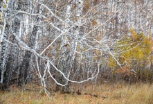 Brzozowy las jesienią na Syberii