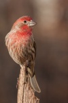Oiseau à tête rouge