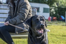 Sorriso Labrador Retriver Negro