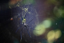 Păianjen negru și galben cu picioare neg