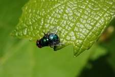 Blue fly on the edge of a leaf