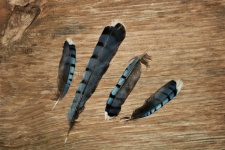 Blaue Jay-Federn auf Holz