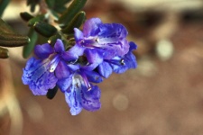 Floare de rozmarin albastru pe un arbust