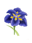 Bloem bloesem iris art