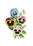 Kwiat malowany clipart