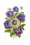 Flower painted art clipart