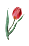 Flower Painted Art Tulip