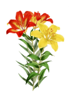 Flowers painted art clipart