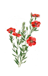Květy květiny červená malba