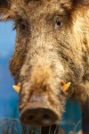 Boar Portrait