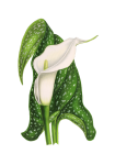 Calla květ květinové umění