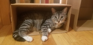 Macska egy dobozban