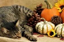 Cat Nap with Pumpkins and Pine Cone