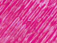 Cerise Pink Abstract Of Corrugated