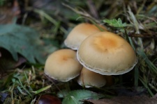 Jedovaté houby