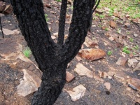 Casca de carvão na árvore após o incêndi