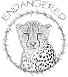 Cheetah bedreigd