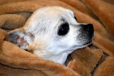 Pies Chihuahua